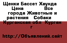 Щенки Бассет Хаунда  › Цена ­ 25 000 - Все города Животные и растения » Собаки   . Курганская обл.,Курган г.